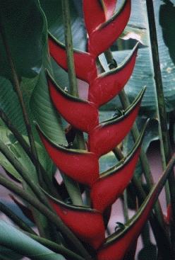 Blüte