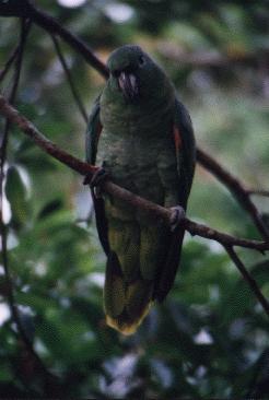Loro