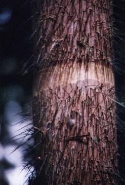 Stachelige Palme