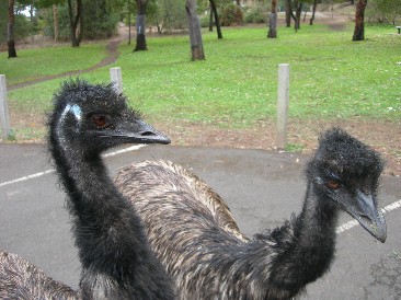 Emu in Tower Hill