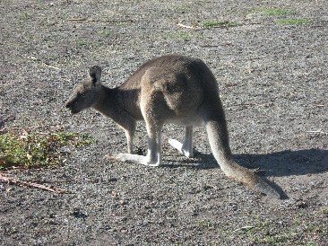 K&auml;nguru in Halls Gap