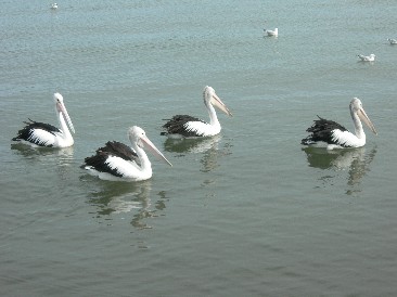 Pelikane in Marlo