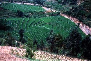 Rice terrace