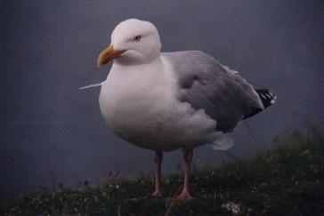 Möwe