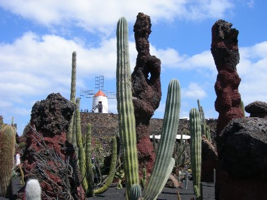 Jardin de Cactus