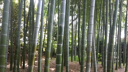 Bambus-Hain
