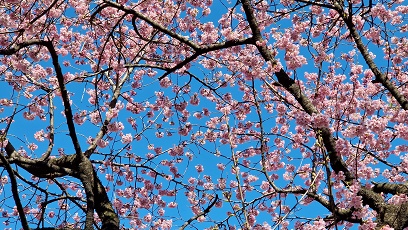 Gyoen National Garden