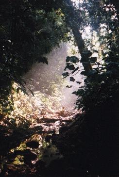 Licht im Urwald