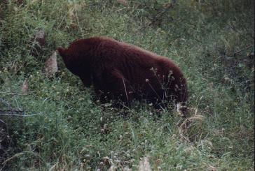 Schwarzbär