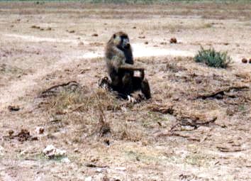 Affe