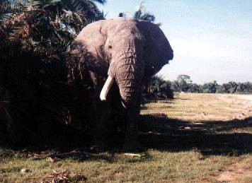 Elefant