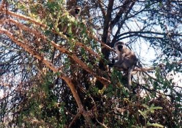 Gibbons