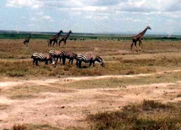 Giraffen