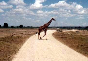 Giraffe