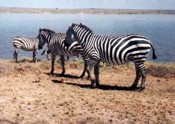 Zebras
