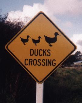 Ducks crossing