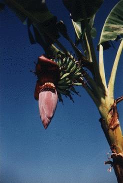 Banane