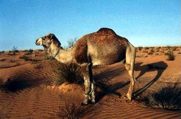 Kamel