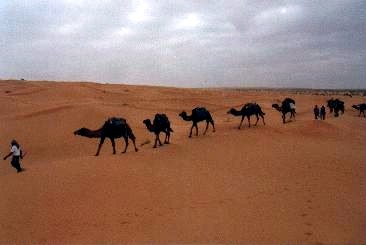 Kamelkarawane