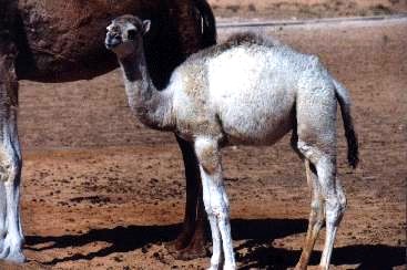 Junges Kamel